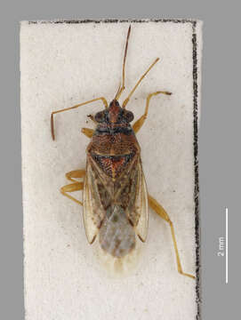 Image of False Chinch Bug