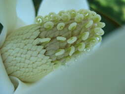 木蘭屬的圖片