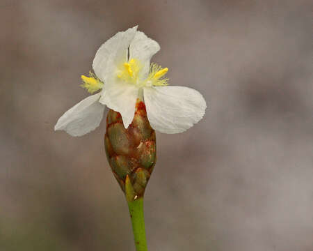 Image of yellow-eyed-grass family