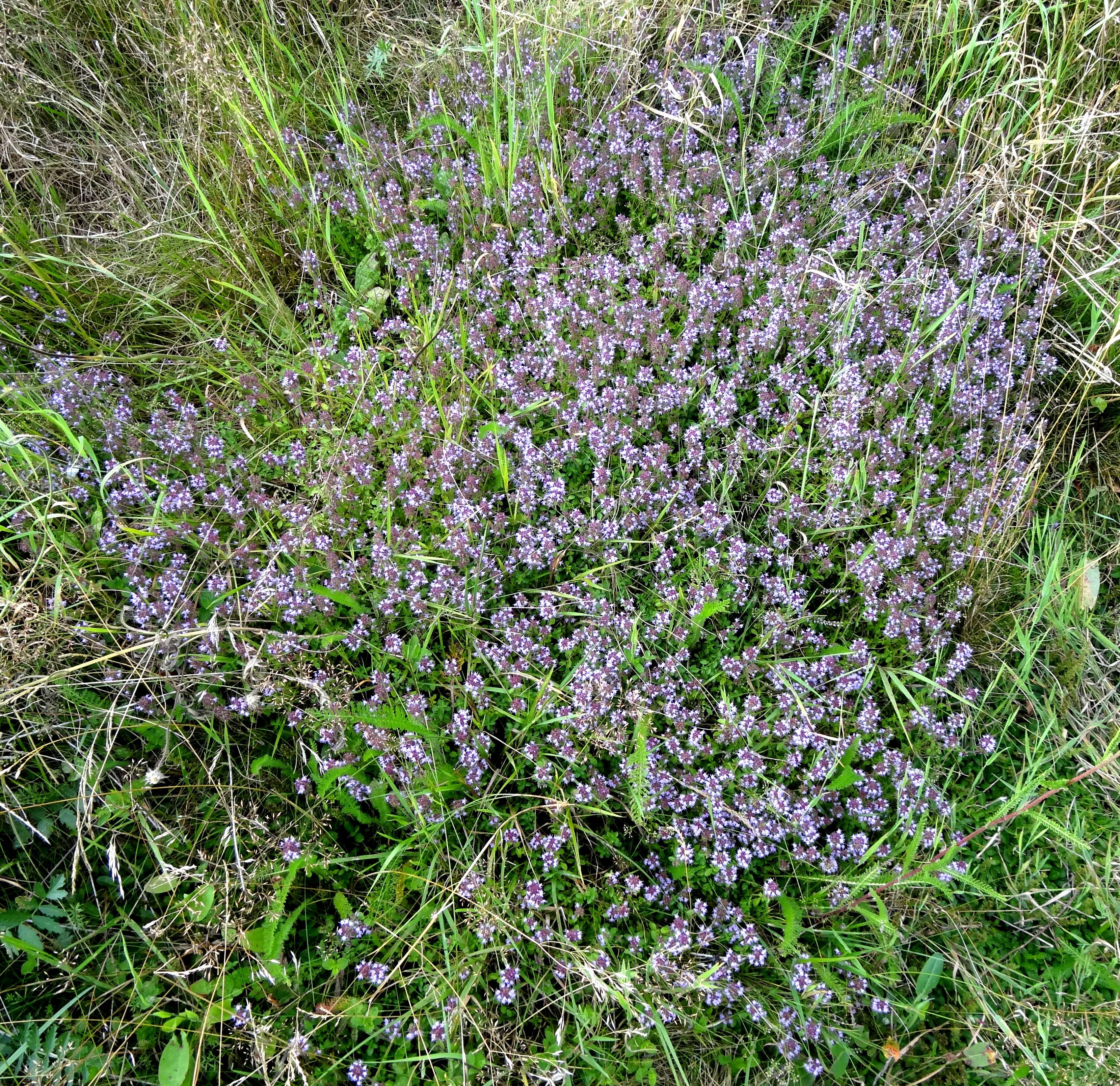 Image of thyme