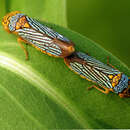 Image of Black-winged sharpshooter