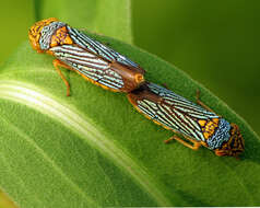 Image of Black-winged sharpshooter