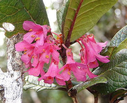 صورة Rhododendron rugosum Low ex Hook. fil.