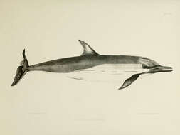 Слика од <i>Delphinus forsteri</i>