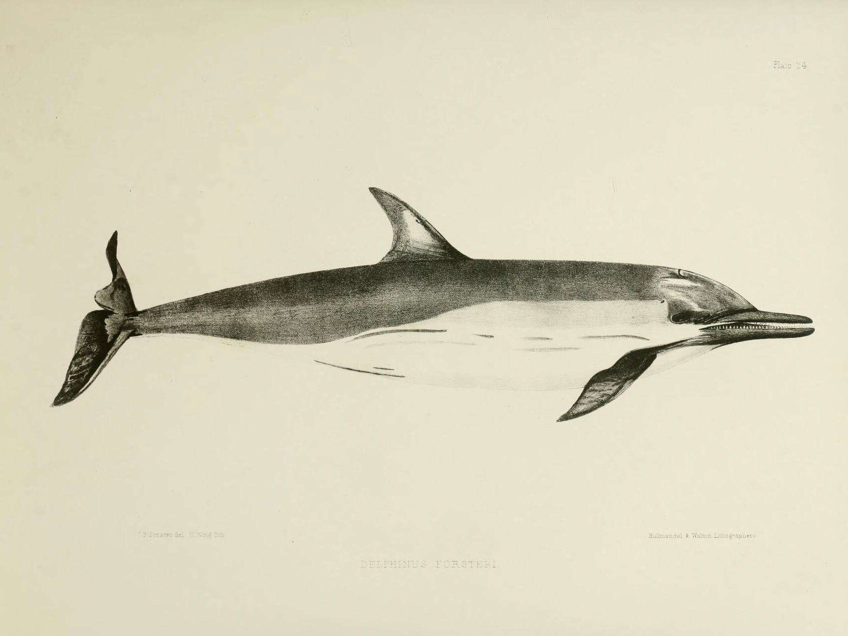 Image of <i>Delphinus forsteri</i>