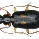 Слика од Dromius (Dromius) fenestratus (Fabricius 1794)