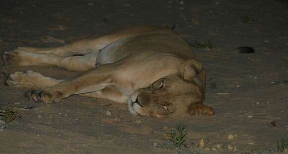 Image of big cats