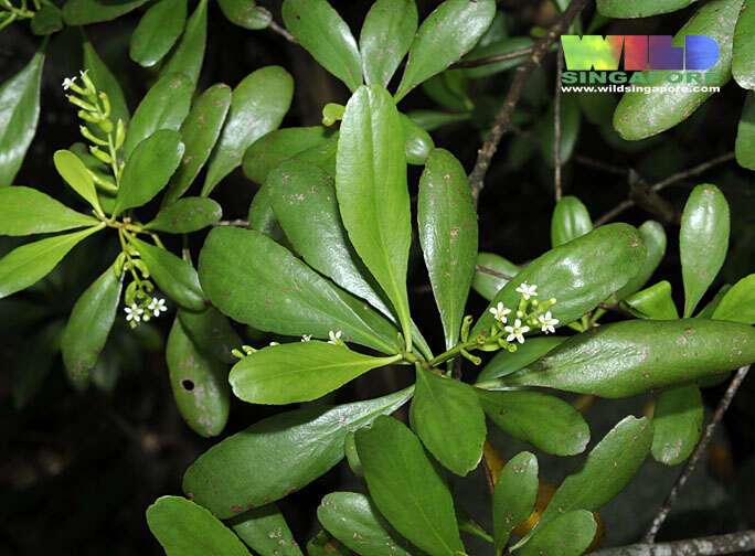 Image of black mangrove