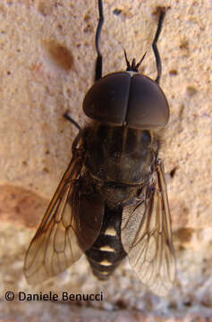 Image of pale giant horse-fly