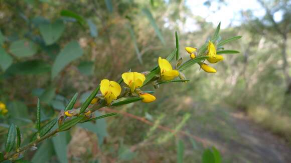 Imagem de Aotus ericoides (Vent.) G. Don