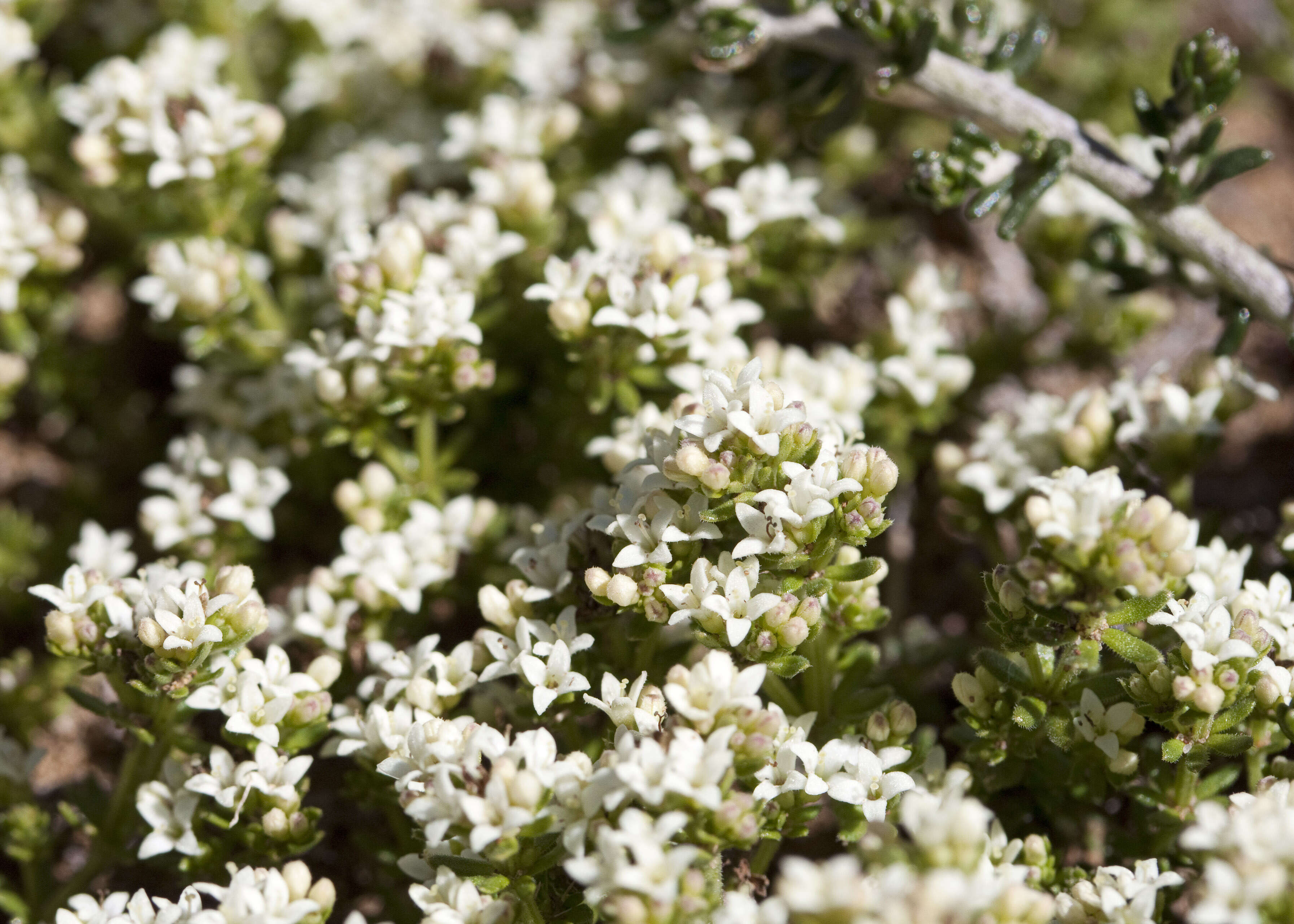 Image of Asperula pusilla Hook. fil.