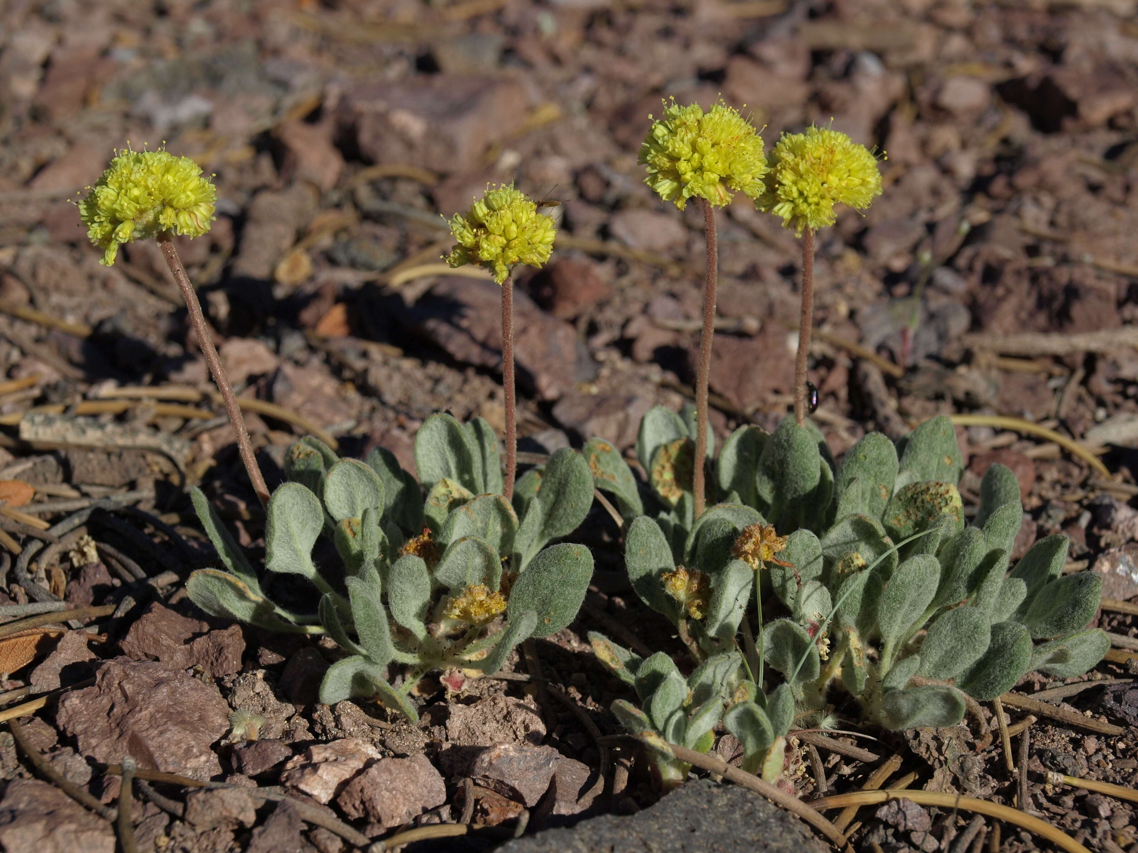 Image of rosy buckwheat