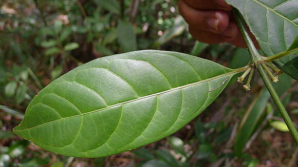 Image of Rubiaceae