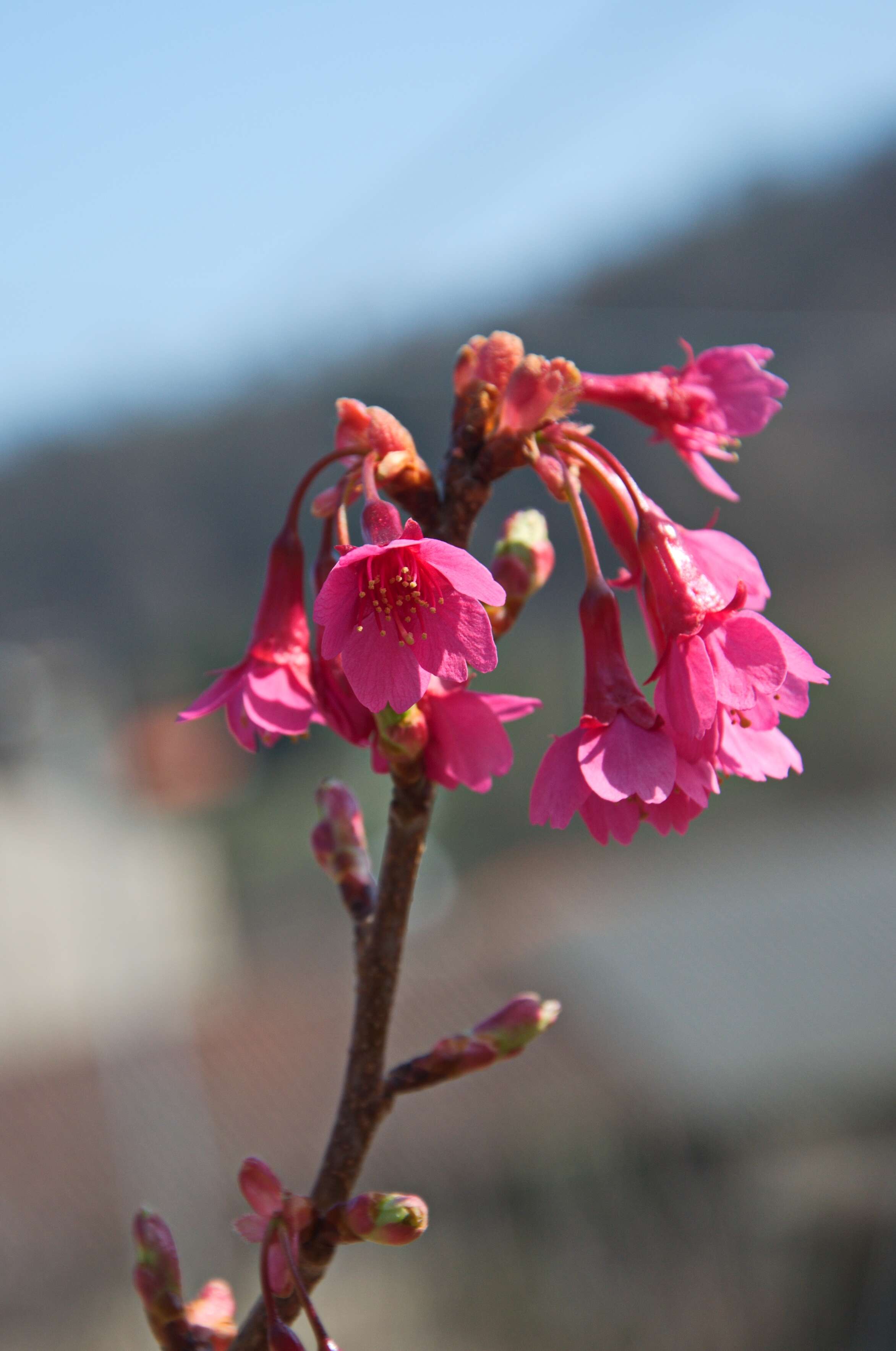 Prunus campanulata Maxim. resmi