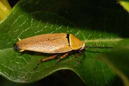 Image of bush cockroach