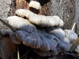 Image of Schizophyllum