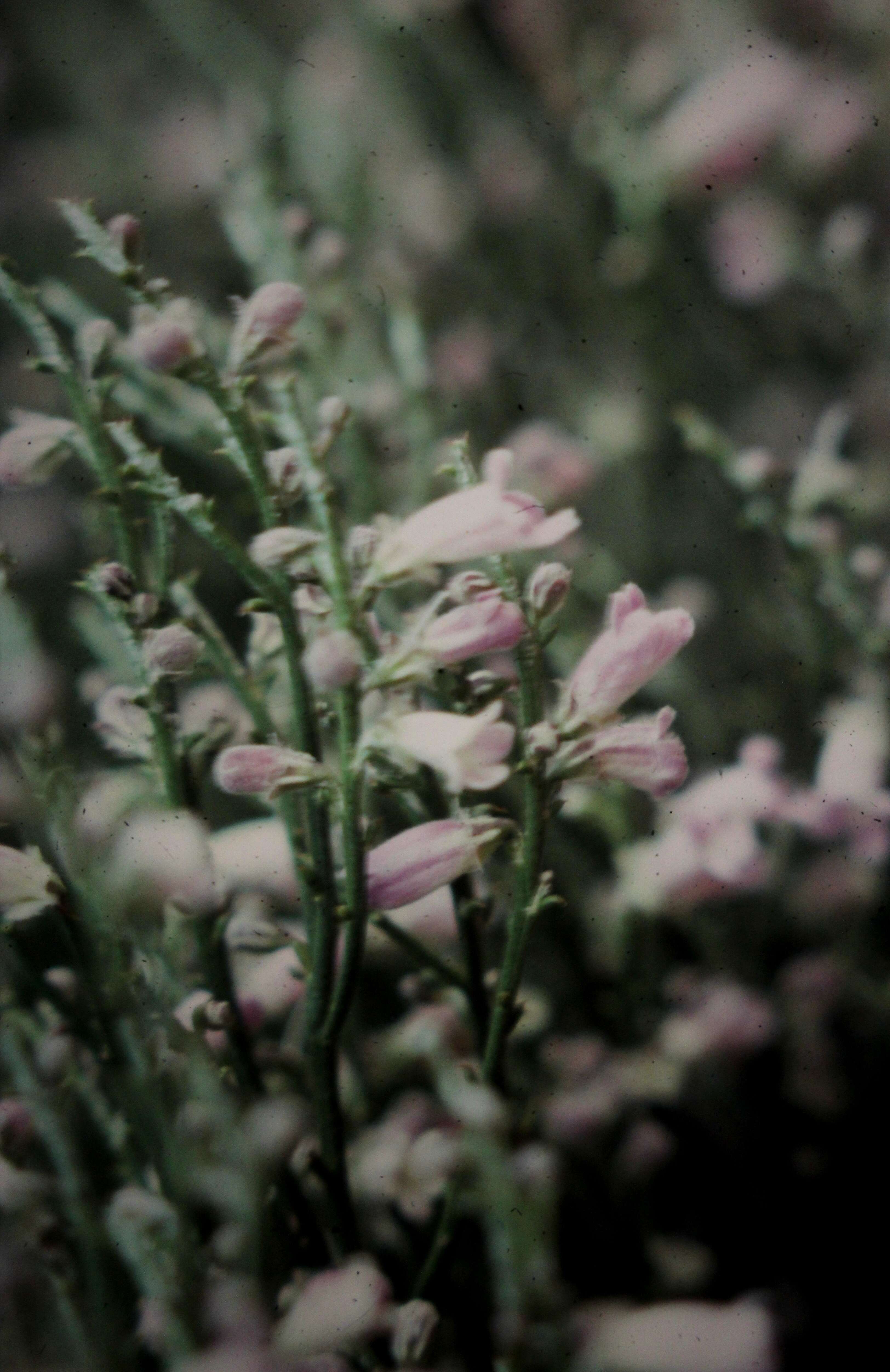 Image of Eremophila dichroantha Diels