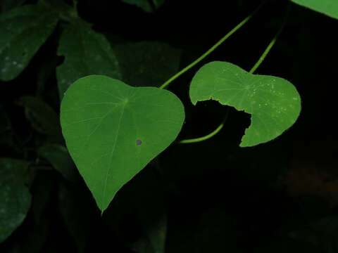 Image of Cissampelos tropaeolifolia DC.