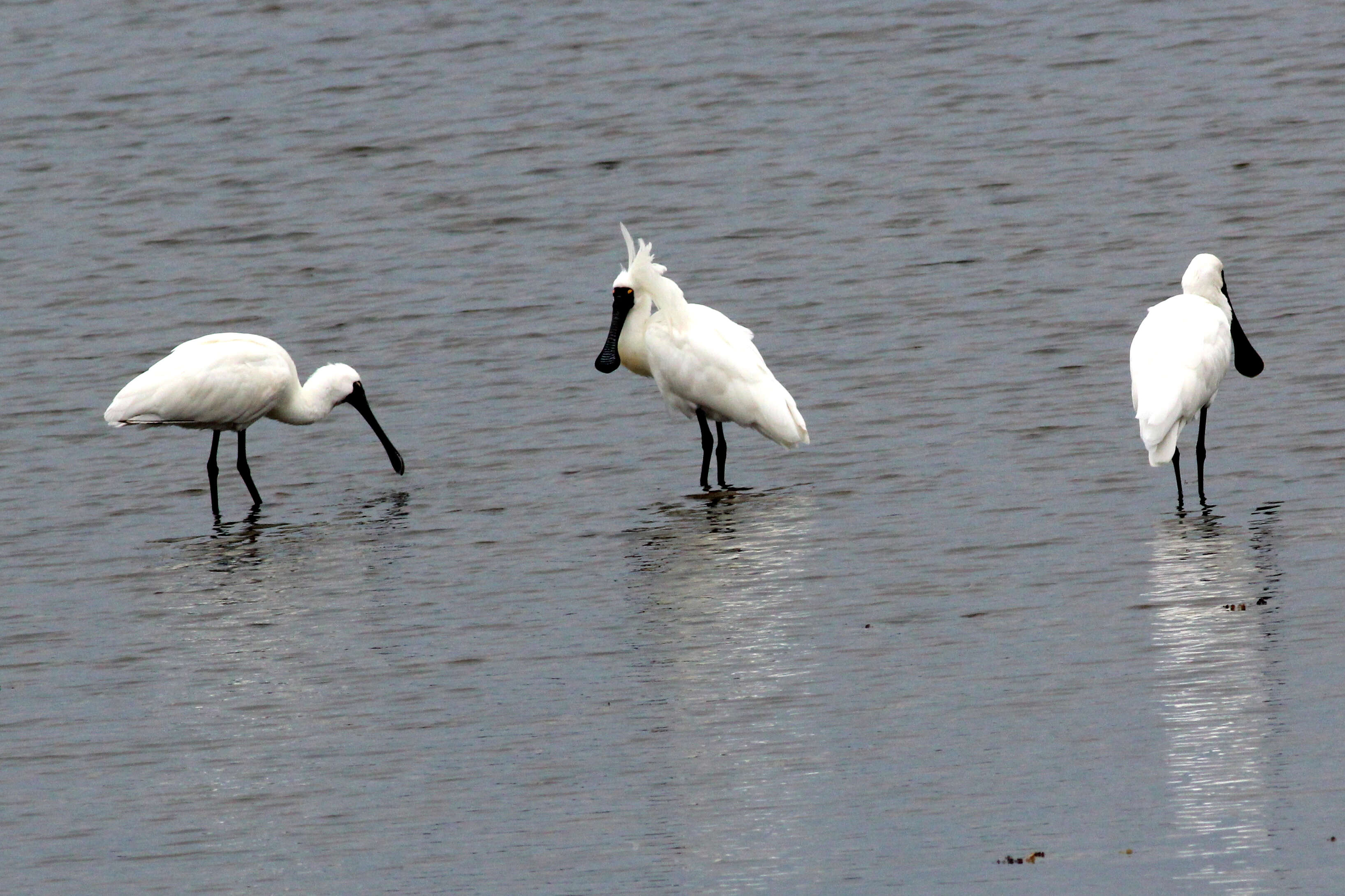 Image of Platalea Linnaeus 1758