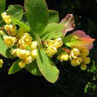 Image of Common Barberry