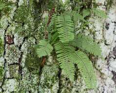 Image of rockcap fern