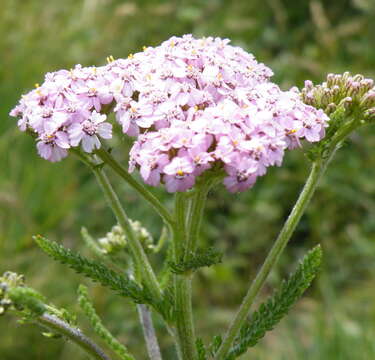 Image of yarrow, milfoil