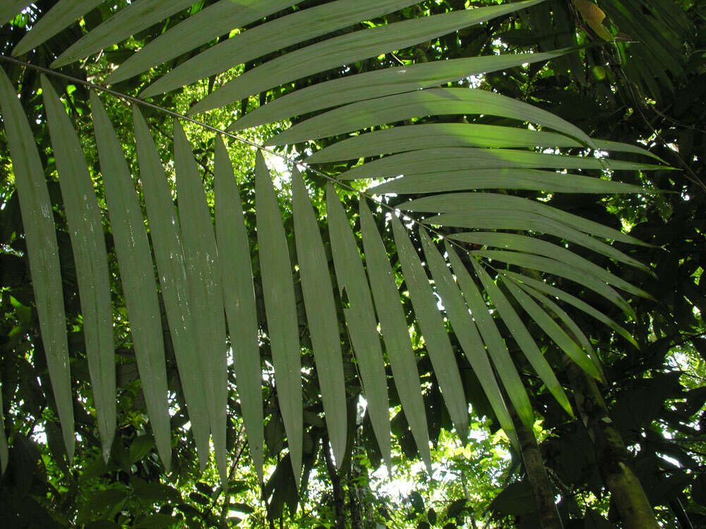 Image de Oenocarpus mapora H. Karst.