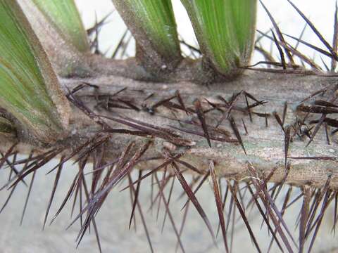 Image of Bactris ferruginea Burret