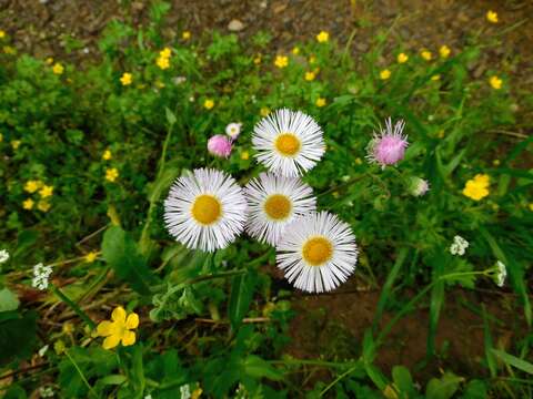 Image of Philadelphia fleabane