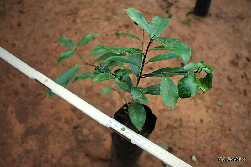 صورة Ficus natalensis Hochst.
