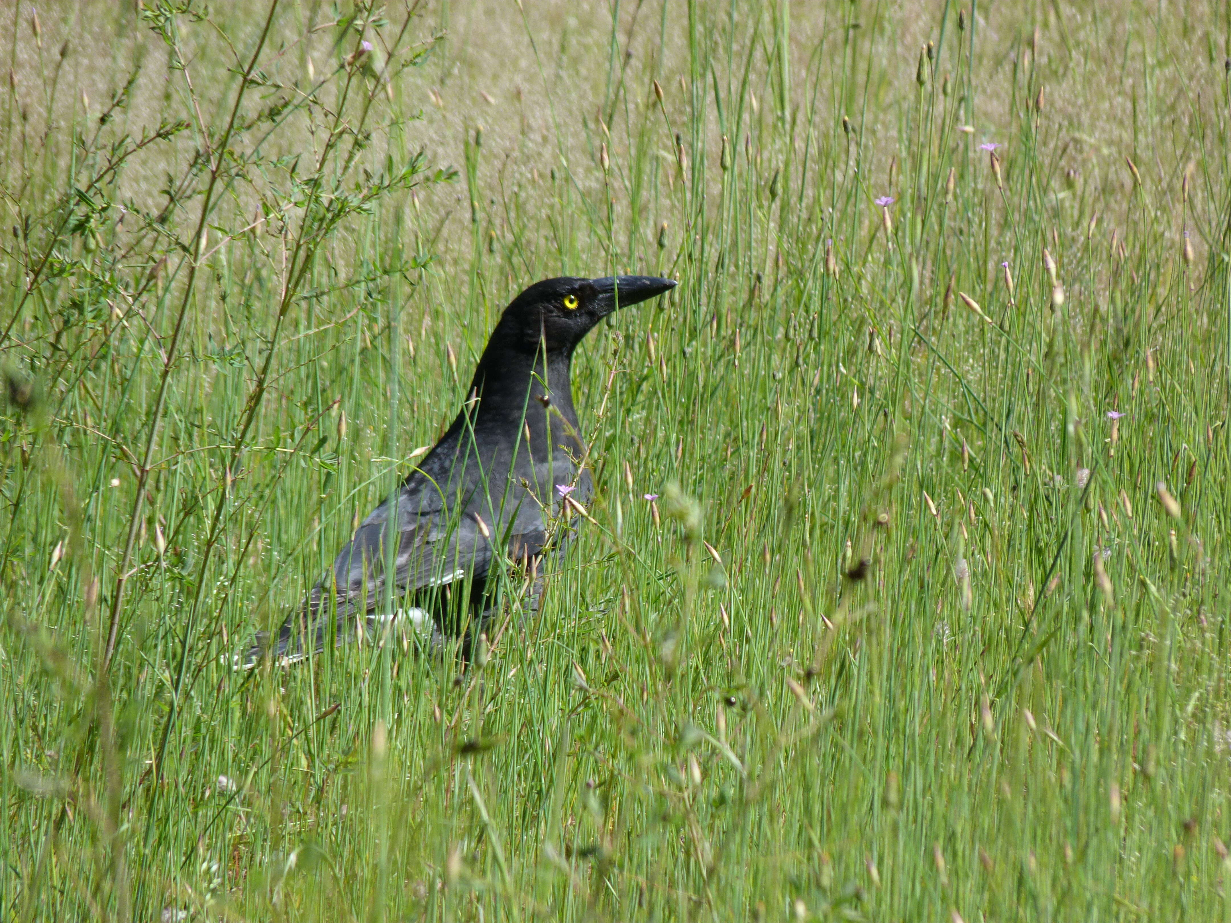 Image of Pied Currawong