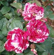 Image of Rosa