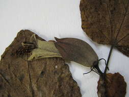 Image of hibiscadelphus