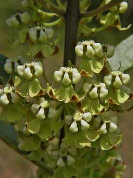 Image of Velvetleaf milkweed