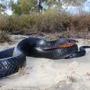 Image of Eastern Indigo Snake