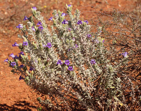 Image of Eremophila hygrophana Chinnock