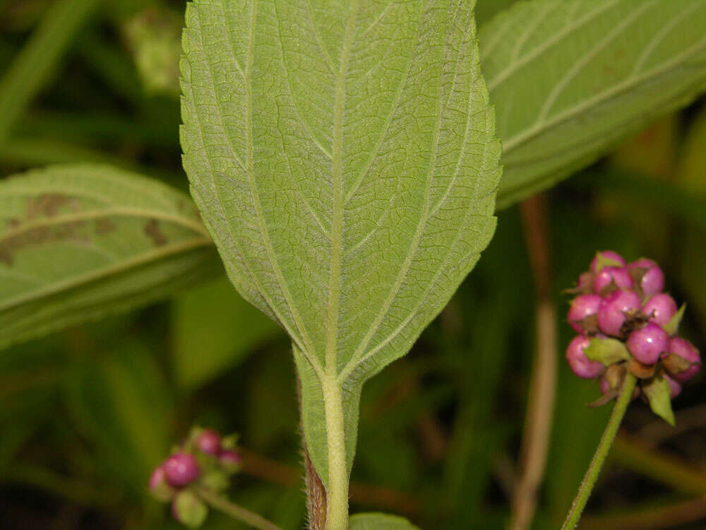 Image of threeleaf shrubverbena