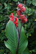 Image of Canna paniculata Ruiz & Pav.