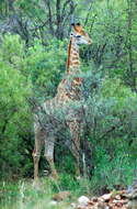 Image of Giraffe