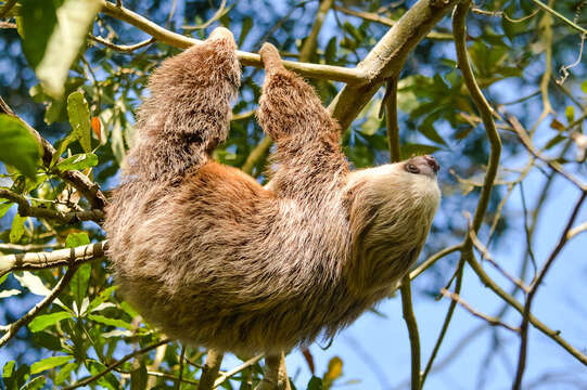 Image of two-toed sloths