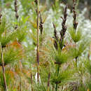 Imagem de Elegia capensis (Burm. fil.) Schelpe