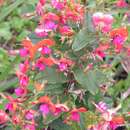 Image of Holly Flame Pea