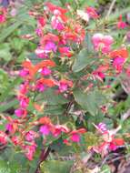 Image of Holly Flame Pea