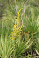 Image of goldenrod