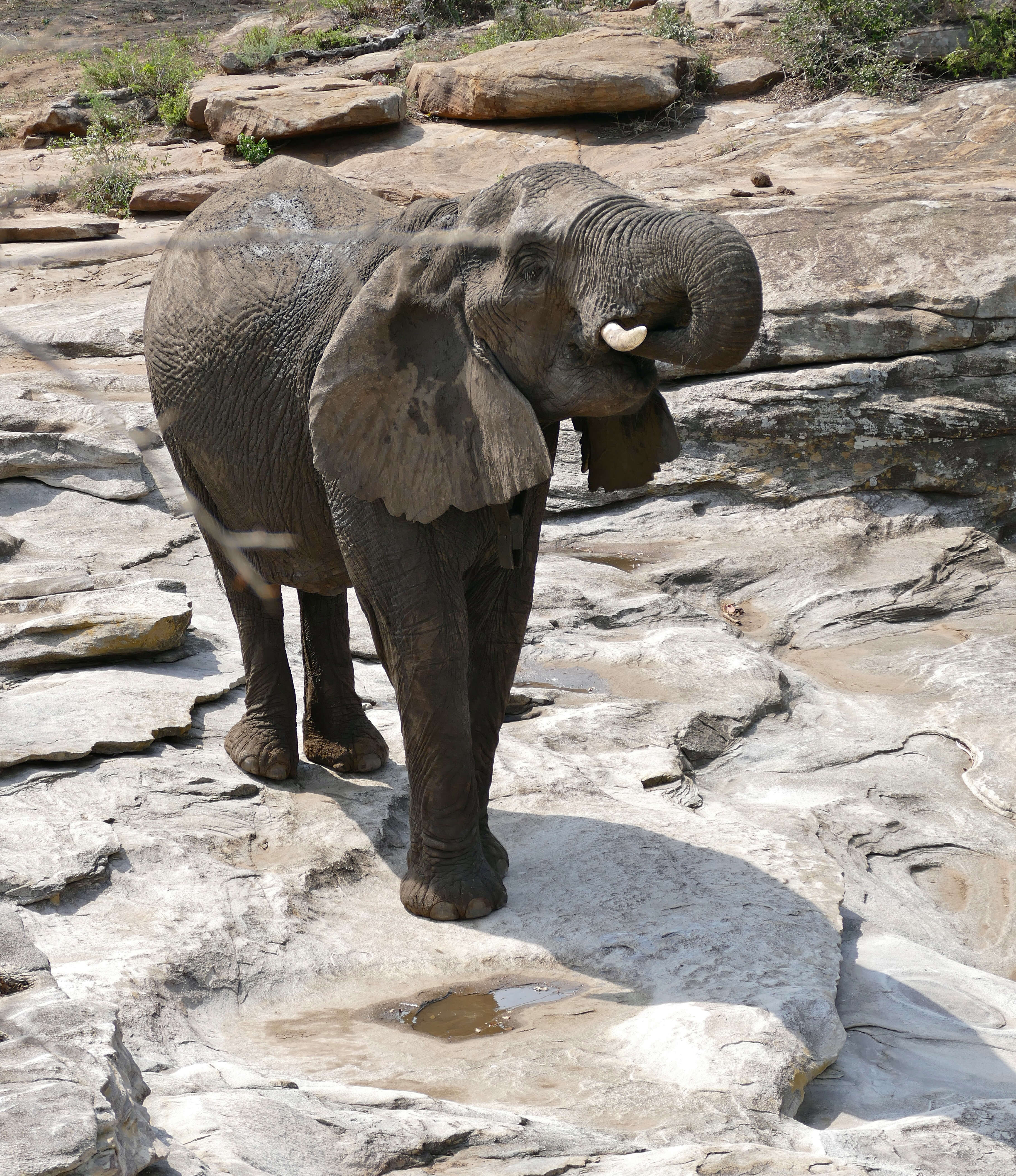 Image of African elephant