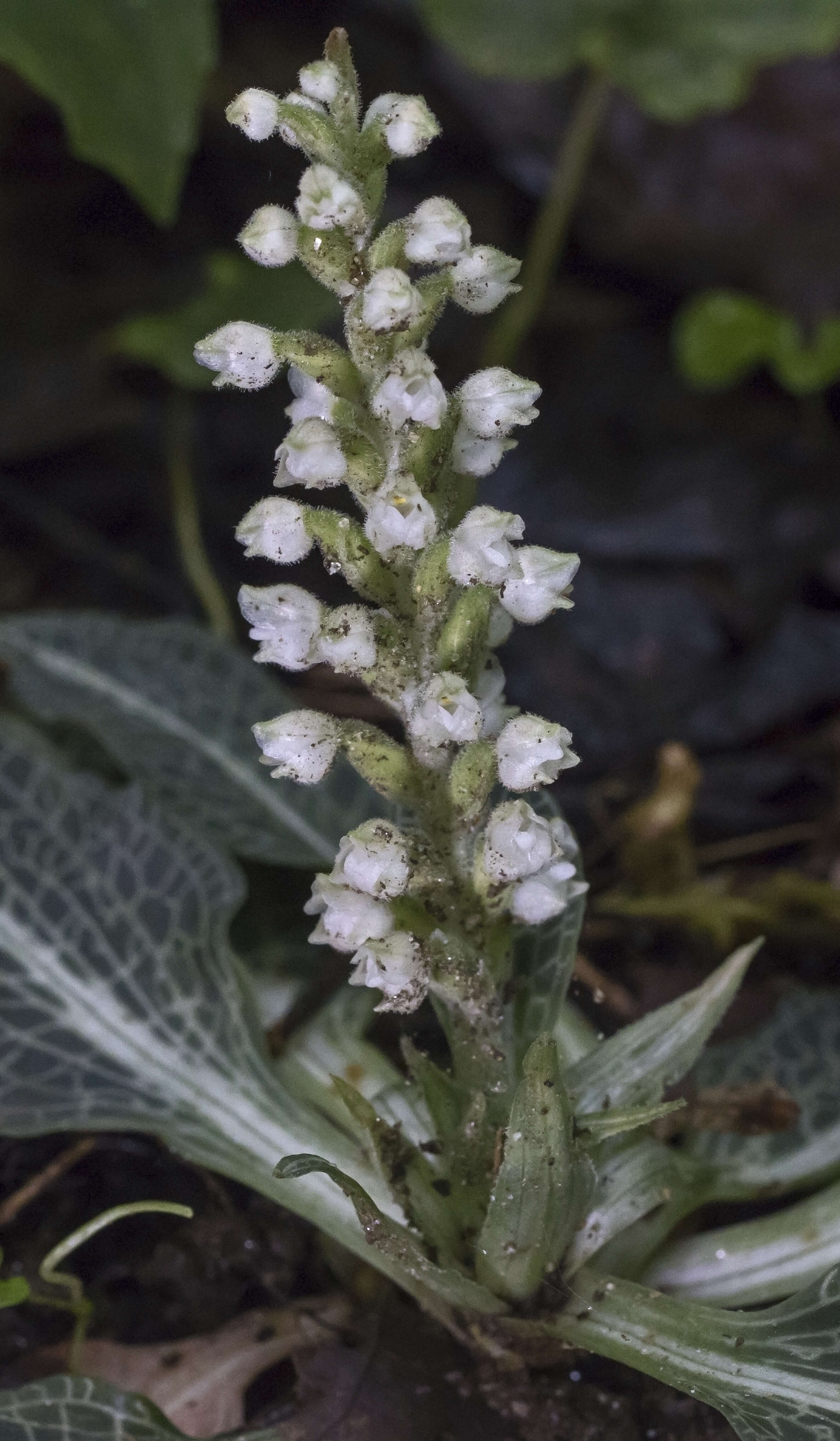 Image of Rattlesnake plantain