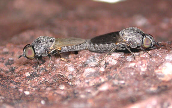 Metatrichia bulbosa (Osten Sacken 1877)的圖片