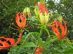 Image of flame lily