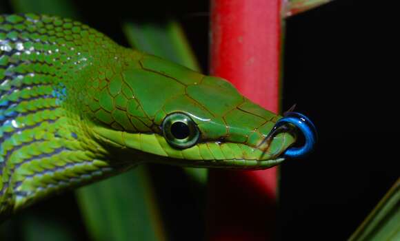 Image of Arboreal Rat Snake