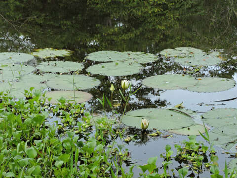 Image of waterlily